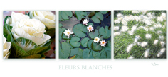 Fleurs blanches